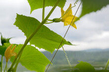 A Small Green Cucumber With Curls, Large Green Leaves And Yellow Flowers