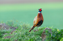 Pheasant, Scientific Name: Phasianus Colchicus.  Colourful Male Or Cockbird, Ring-necked Pheasant In Springtime Stood In Natural Farmland Habitat, Facing Right.  Clean Background.  Copyspace.