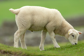 Wall Mural - Close up of a young male lamb in Springtime, facing right and grazing on green grass in the Yorkshire Dales, England. Clean background. Horizontal.