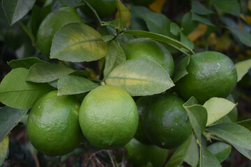 Poster - Lime plant with a bunch of green, raw limes