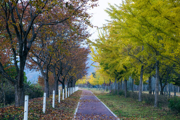 Wall Mural - Beautiful view of the autumn park, trees with colorful leaves