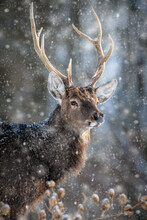 Roe Deer Portrait In The Winter Forest. Animal In Natural Habitat