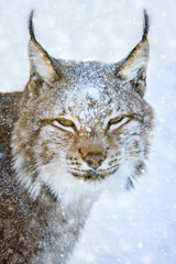 Wall Mural - lynx portrait in the snow. wildlife scene from winter nature
