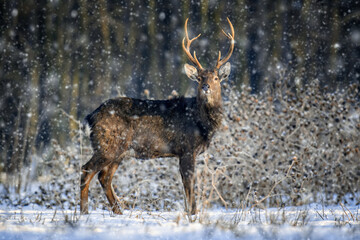 Fototapete - Roe deer in the winter forest. Animal in natural habitat