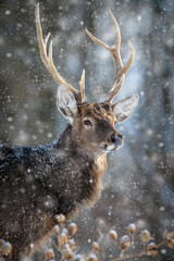 Fototapete - Roe deer portrait in the winter forest. Animal in natural habitat