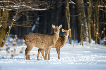 Fototapete - Female roe deer in the winter forest. Animal in natural habitat