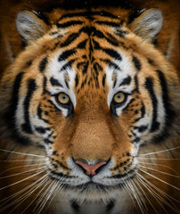 Close up view portrait of a Siberian tiger