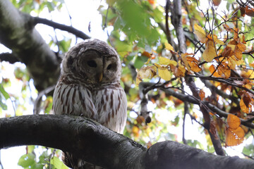 Sticker - Closeup shot of an owl perched on a tree branch in a park in Halifax, Canada