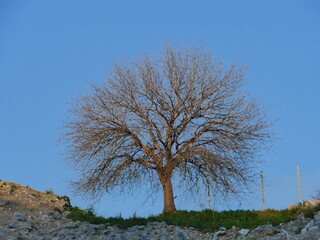 Wall Mural - tree in the field