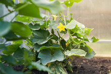 Young Plants, Flowering Cucumbers In The Sun, Close-up On A Background Of Green Leaves. Young Cucumbers On A Branch In The Greenhouse. High Quality Photo