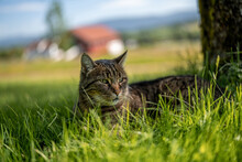 Closeup Of A Gray Tabby Cat Resting On The Grass.