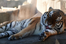 リラックスしている虎の写真