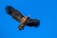 A View Of Flying Haliaeetus Albicilla Or White-tailed Eagle