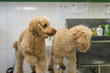 Selective focus shot of two poodles at the vet clinic