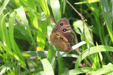 Sticker - Closeup shot of a beautiful butterfly on