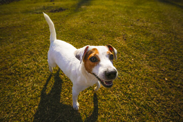 Sticker - Closeup of the Jack Russell Terrier in the park.