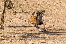 Uzbekistan, A Running Brown Male Mouflon 