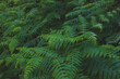 © Raw2Cut - fern leaves