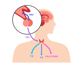 Sticker - Thyroid hormones diagram