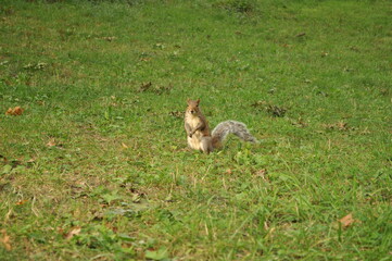 rabbit in the grass