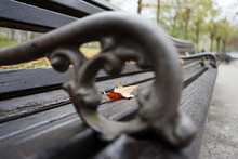 Shallow Focus Dry Autumn Leaf On The Wooden Lonely Bench In The Park