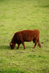 Sticker - Single brown cow grazing on a green hillside meadow