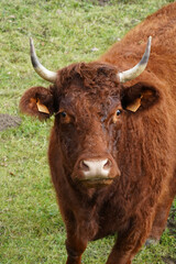 Wall Mural - Closeup shot of a brown bull on a field