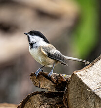 Closeup Shot Of An Adorable Black-capped Chickadee On The Branch Of A Tree