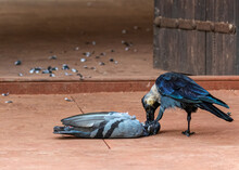 A Crow And A Dead Pigeon
