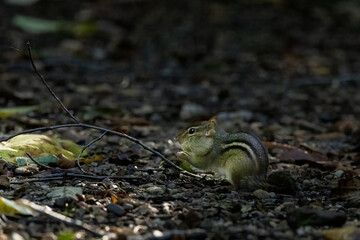 Canvas Print - Closeup shot of a squirrel in the forest