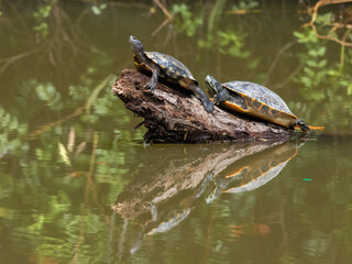 Wall Mural - Closeup shot of a turtle by the lake