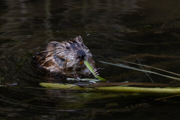 Sticker - Closeup shot of a beaver on lake