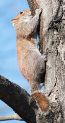 Sticker - Closeup shot of a squirrel on a tree