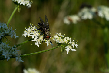 Canvas Print - Closeup shot of a fly on a blooming flowe