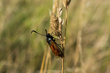 Insect on the dried grass with blurred green on the background