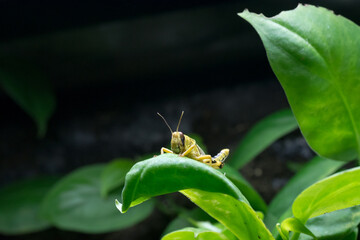 Poster - Closeup shot of a grasshopper sitting on a leaf