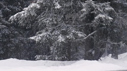 Wall Mural - Falling snow in winter, forest edge