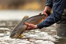 Close-up Shot Of An Angler Holding A Beautiful Brown Trout