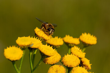 Poster - Selective focus shot of a bee sitting on a flower and collecting nectar