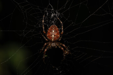 Canvas Print - Closeup shot of a spider weaving a cobweb