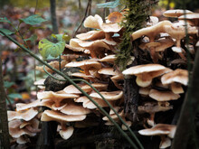Group Of Autumn Honey Agarics Grow On A Tree In A Forest