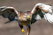 Closeup Of A Hawk Taking Flight With Spread Wings