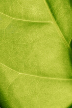 Abstract Background Of Green Leaves. A Close Plan.