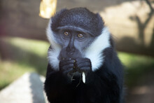 Portrait Of A Black-and-white Colobus In The Colchester Zoo On A Sunny Day In Engl