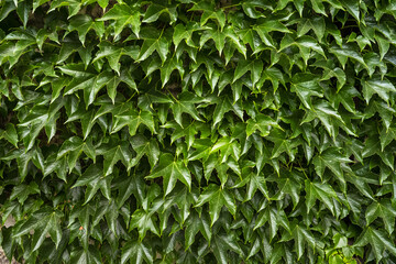 Wall Mural - Green leaves pattern background