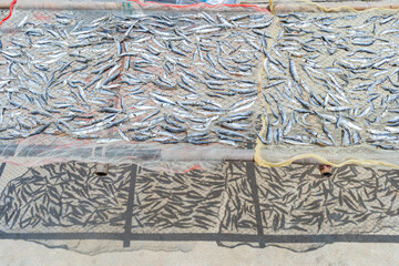 Wall Mural - Sunny view of many little fish being dried at the Harbor