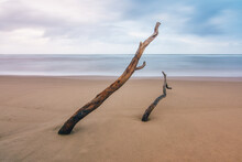 Artially Exposed Driftwood On A Secluded Beach At Sunset