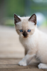 Poster - Selective focus shot of an adorable siamese