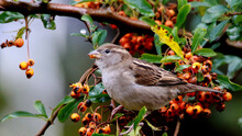 Selective Focus Shot Of A Sparrow On A Firethorn Branch