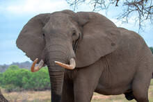 African Elephant Bull With Hole In Ear In Musth In Kruger National Park In South Africa RSA